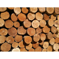 Rundholz Kastanie Ø 5 - 6 cm, 180 cm